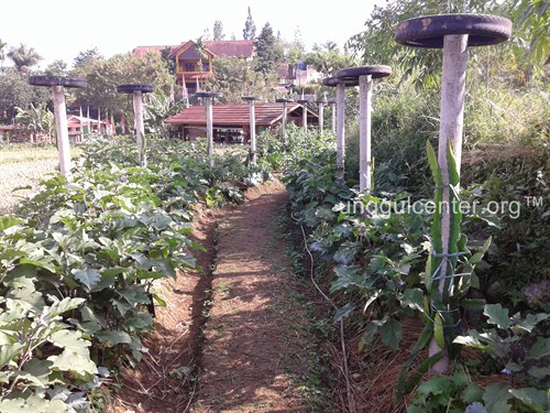 Kebun Sayur mayur dengan batang buatan untuk menjalarkan sayuran ke atas.