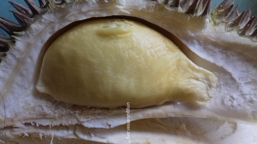 durian davao